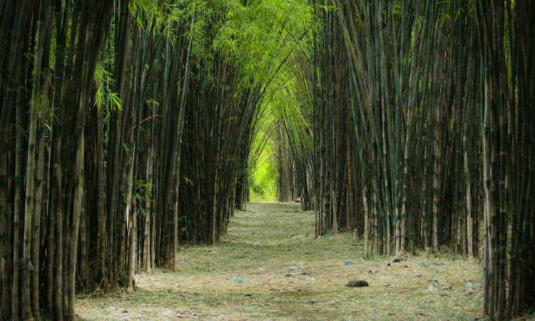 rental motor surabaya rentalmotorsurabaya-hutan-bambu